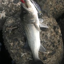 アフターシーバス？