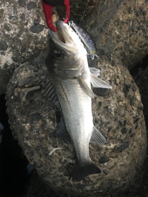 アフターシーバス？