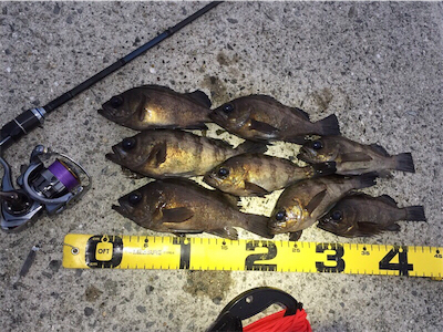 明け方の様子をチェック