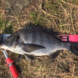 フグの活性が高い