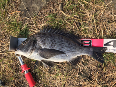 フグの活性が高い