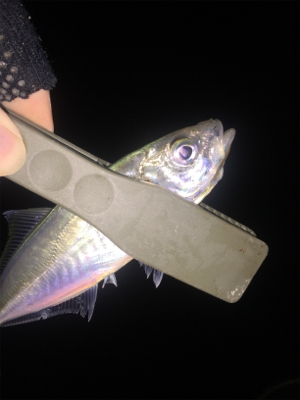 アジング厳しい〜