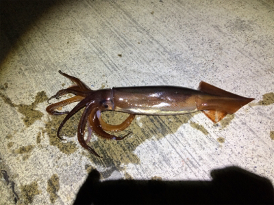 あおりじゃないけど念願の！