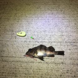 春のお告げはまだまだのようです