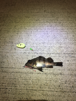 春のお告げはまだまだのようです