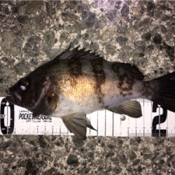 明石メバリング