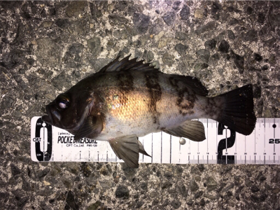 明石メバリング