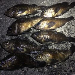 メバルイベントにて。