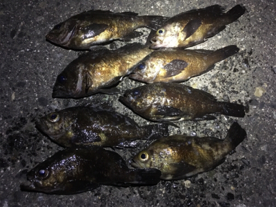 メバルイベントにて。