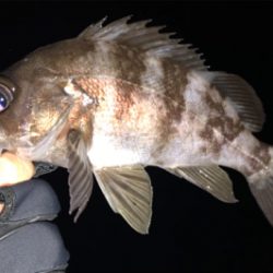 ガッツリのウェーディングのはずが…