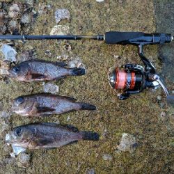 丸石港でメバリング−日の出前に時合