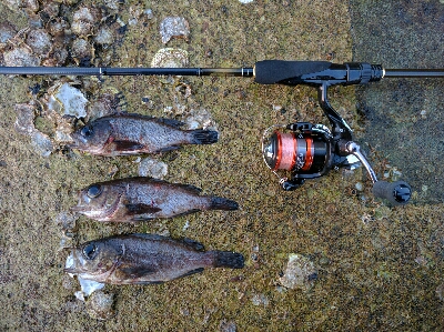 丸石港でメバリング−日の出前に時合