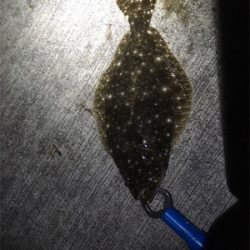 釣れたんだけどもね（苦笑）