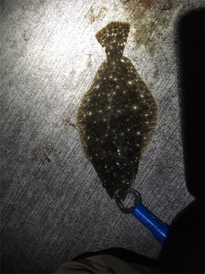 釣れたんだけどもね（苦笑）