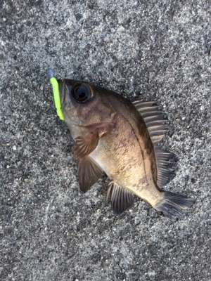 夕まづめライトゲーム