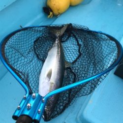 スロージギング