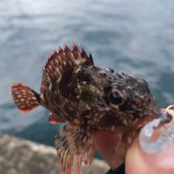 子ガッシー祭り