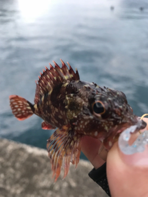 子ガッシー祭り