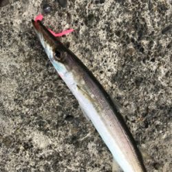 ルアーでカマス