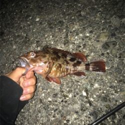 小魚