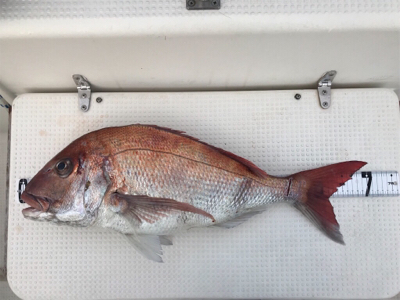 タイラバ  良型