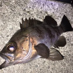 明石周辺メバリング