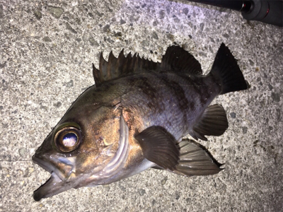 明石周辺メバリング