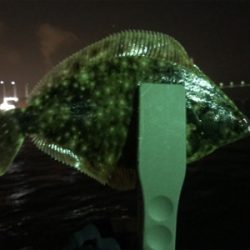 メバリングでカレイ