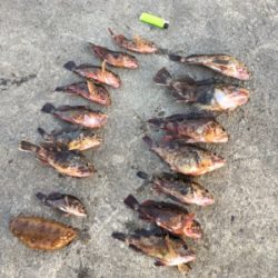 朝まずめメバリング☆