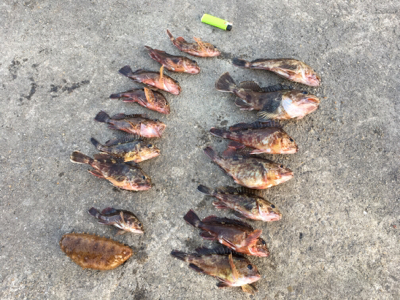 朝まずめメバリング☆