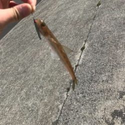 初チタンティップ(釣行 其の七)