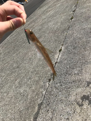 初チタンティップ(釣行 其の七)