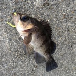 夕方メバルリング