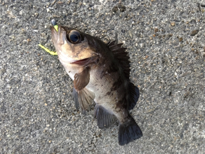 夕方メバルリング