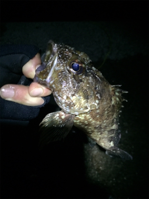 メバリングは沈黙。良型ガシラ大量！！