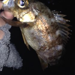 垂水漁港でメバリング