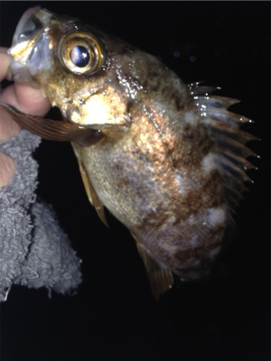 垂水漁港でメバリング