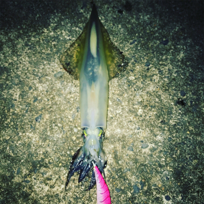 伊根〜宮津まで極寒ヤリイカランガンエギング…