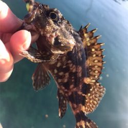 サイトガシリング♪