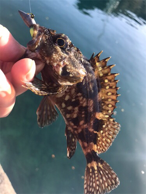 サイトガシリング♪