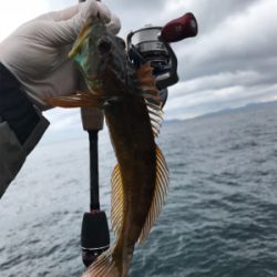 デイアジメバ‼︎(釣行 其の八)