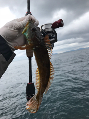 デイアジメバ‼︎(釣行 其の八)