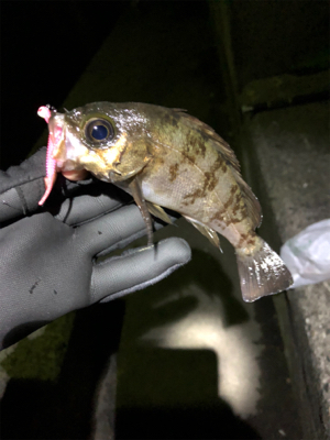 雑賀崎 アジング