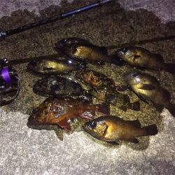 極寒メバリング