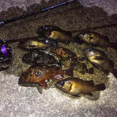 極寒メバリング