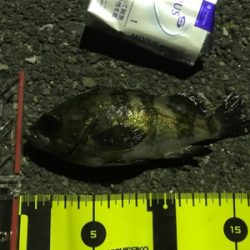 ふれーゆでメバリング