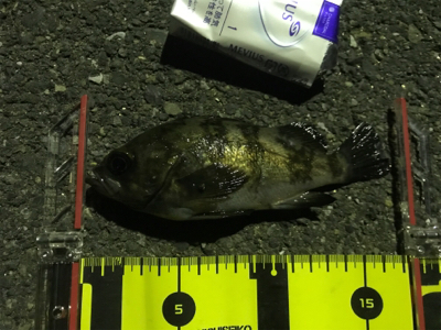 ふれーゆでメバリング