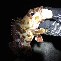 メバル狙いが！！