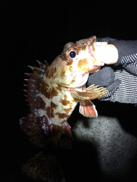 メバル狙いが！！