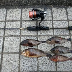 気温低下でややシブ目…プリンス裏のメバリング